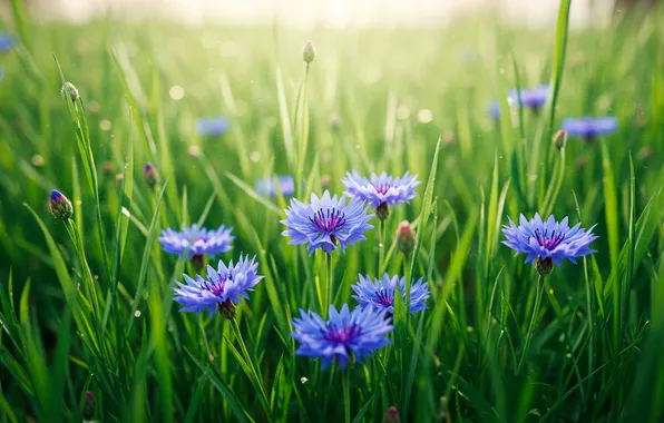 Field, grass, Wallpaper, wallpaper, grass, field, bokeh, cornflowers