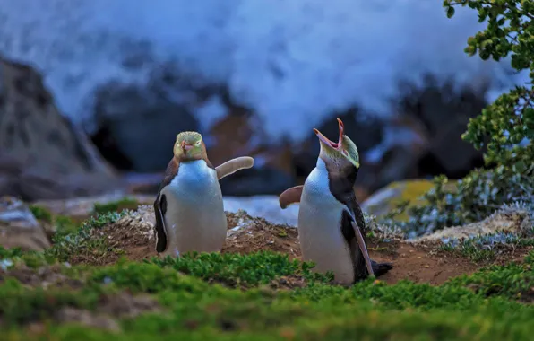 Picture bird, New Zealand, yellow-eyed penguin, Moeraki