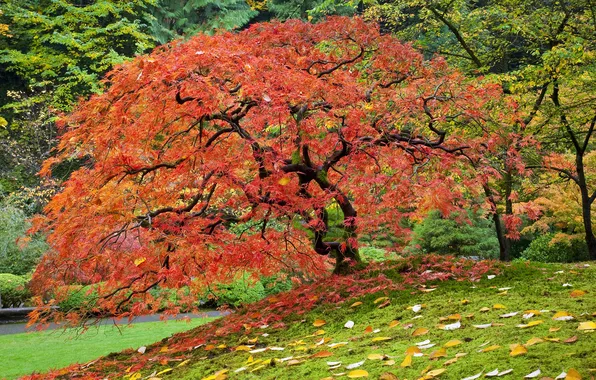 Autumn, leaves, trees, Nature, maple