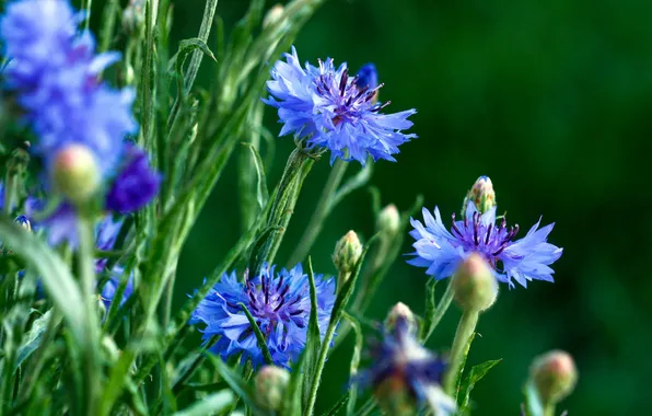 Picture BACKGROUND, PETALS, GRASS, GREEN, MACRO