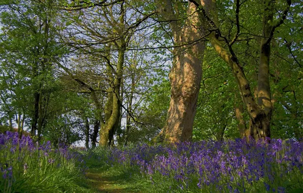 Picture forest, flowers, nature, bluebell path at Cardross