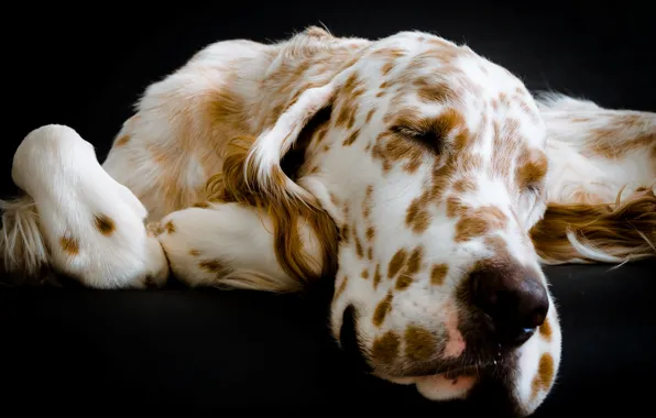 Picture each, dog, English Setter