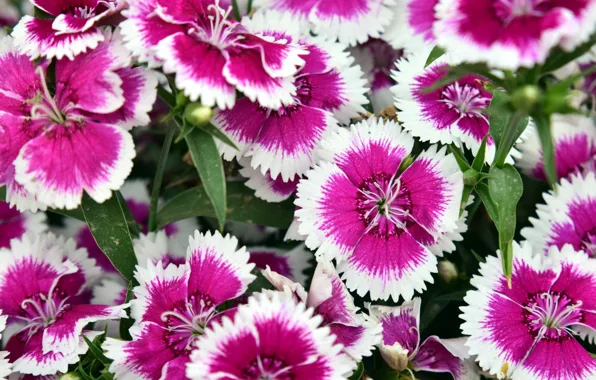 Flowers, pink, clove