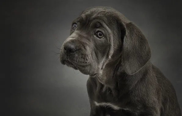 Portrait, dog, puppy, Cane Corso