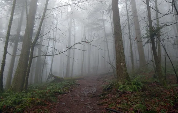 Forest, trees, nature, fog, Oregon, USA, USA, path