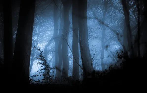 Autumn, forest, trees, fog