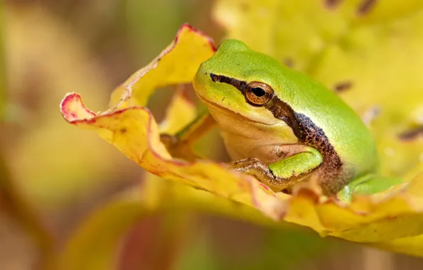 Macro, yellow, leaf, frog, green
