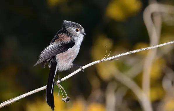 Background, bird, branch, bokeh, tit, long-tailed tit, Cambridgeshire, Long-tailed Tit