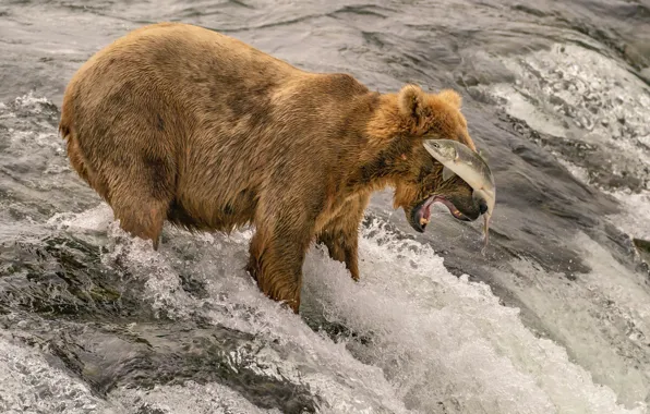 Fish, bear, hunting, salmon