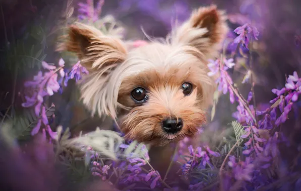 Picture look, flowers, portrait, dog, puppy, face, brown, decorative