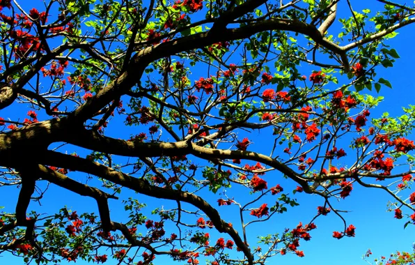 Picture the sky, trees, flowers, branches