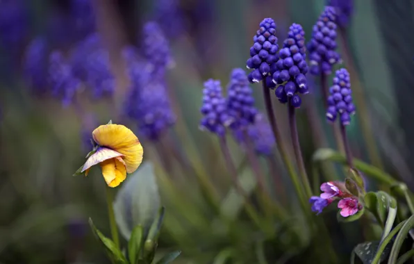 Macro, flowers, nature, spring, Muscari, flora, violet, lungwort