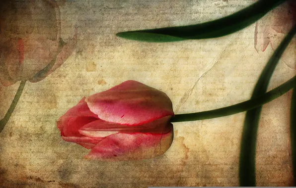 Letter, style, background, Tulip