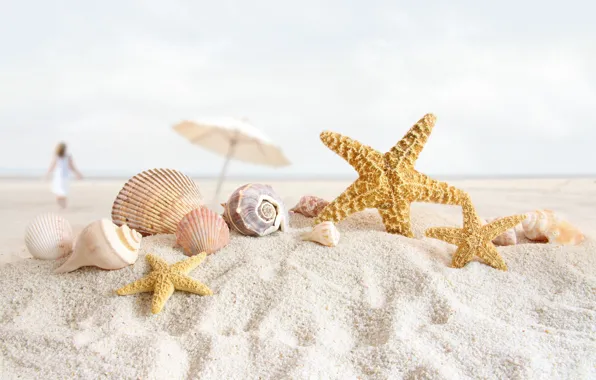 Sand, beach, shell, starfish, shell