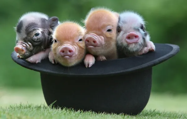 Picture hat, Quartet, pigs