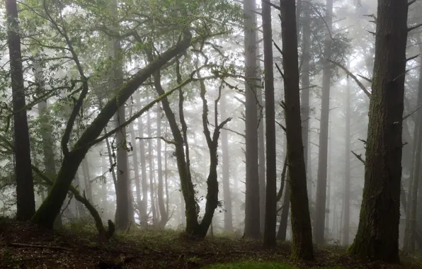 Forest, trees, nature, fog, CA, USA, USA, California