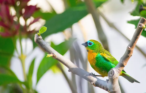 Leaves, microsemi, bird, branch, beautiful, tropical, bright color