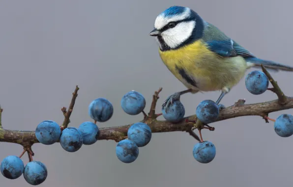 Berries, background, bird, branch, fruit, blue, tit, drain