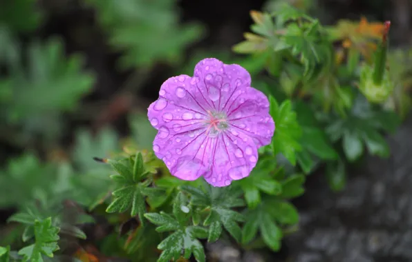 Picture Drops, Flower, Bokeh, Bokeh, Drops, Purple flower