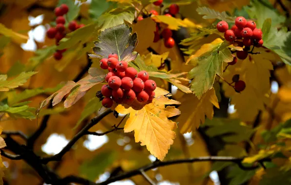 Autumn, leaves, berries, Rowan