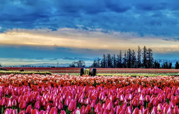 Field, the sky, clouds, flowers, mountains, blue, spring, dal