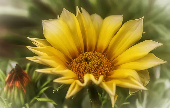 Flower, yellow, background, blur, Bud