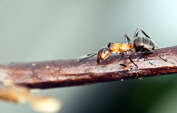 Macro, nature, ant