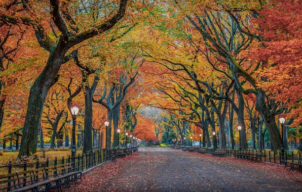 Picture autumn, trees, the city, foliage, New York, USA, Central Park