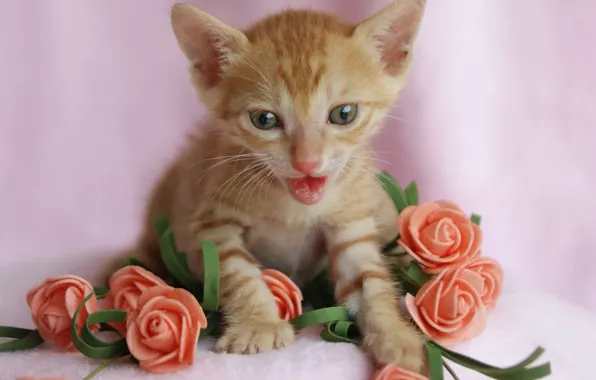 Cat, look, flowers, pose, kitty, roses, legs, bouquet