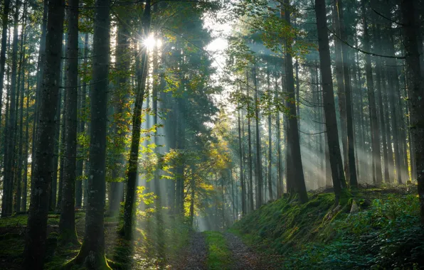 Autumn, forest, the sun, rays, light, trees, branches, bright