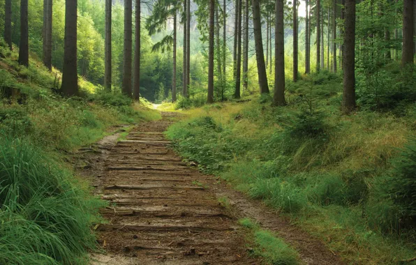 Picture forest, summer, nature, trail