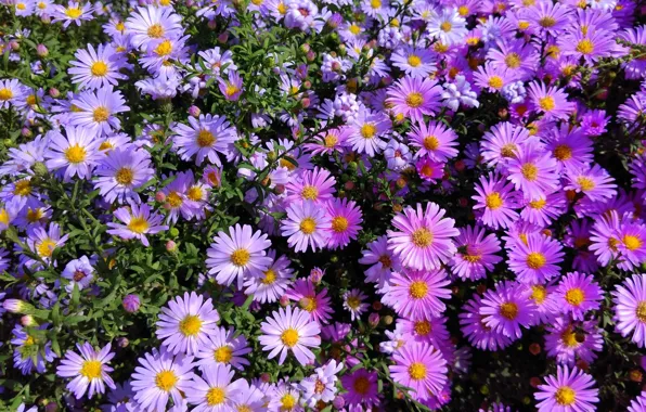 Picture autumn, macro, flowers, asters