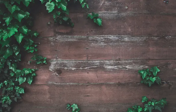 Greens, leaves, wall, tree, Board, the fence, wood, ivy