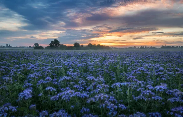 Field, flowers, plantation, phacelia