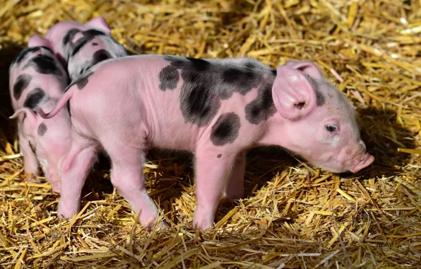 Light, pink, baby, hay, pig, straw, pink, kids