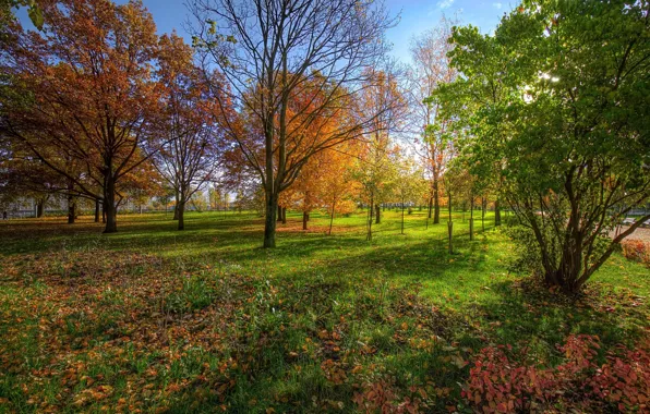 Grass, Autumn, Park