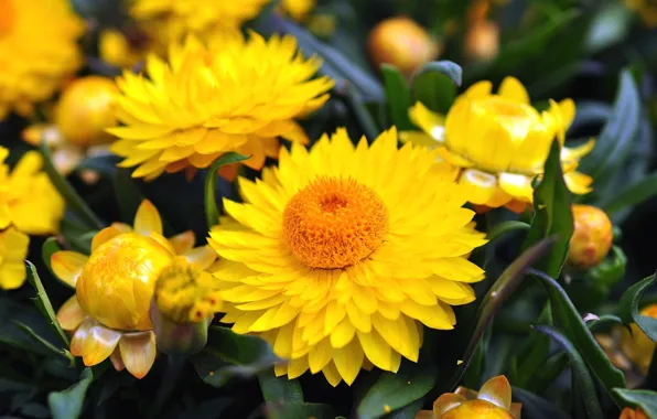 Flowers, buds, yellow flowers