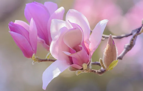 Picture flowers, branches, background, beauty, spring, petals, pink, buds