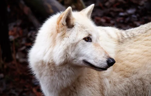 Autumn, forest, white, face, background, wolf, portrait, profile