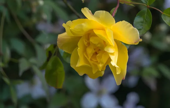 Picture macro, rose, petals, yellow rose