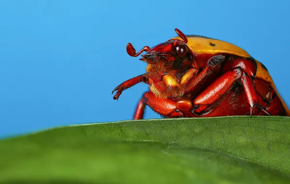 Picture macro, leaf, beetle, insect, blue background, may