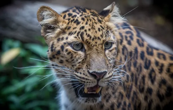 Face, predator, leopard, wild cat