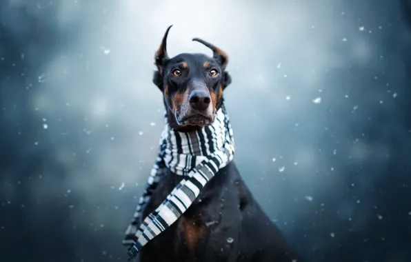 Winter, look, face, snow, portrait, dog, scarf, black