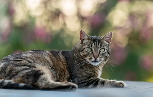 Picture cat, cat, grey, lies, striped