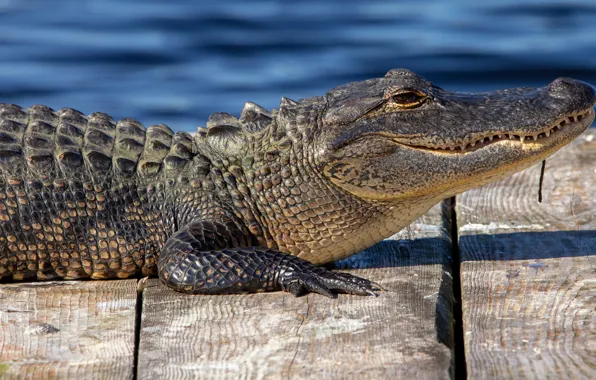 Look, face, pose, shore, Board, crocodile, lies, profile