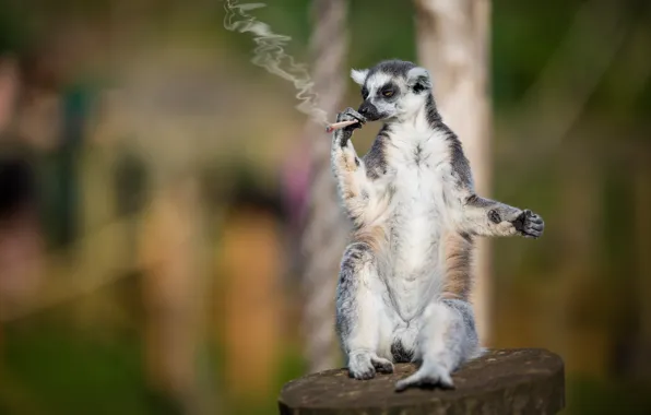Picture lemur, hand-rolled cigarette, smoker