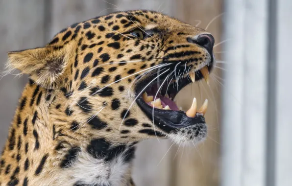 Picture predator, mouth, leopard, fangs, grin, profile, wild cat