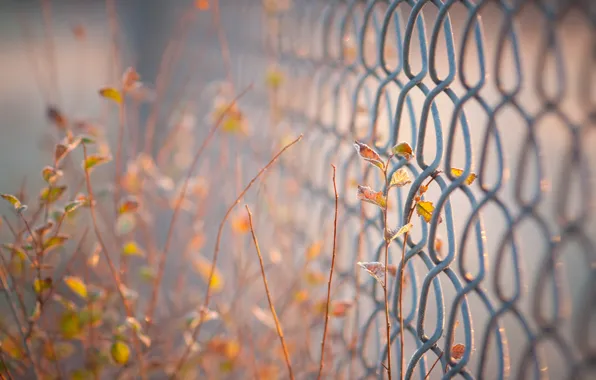 Leaves, background, widescreen, Wallpaper, the fence, blur, fence, gate