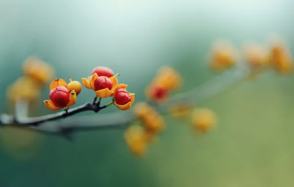 Picture macro, flowers, berries, branch