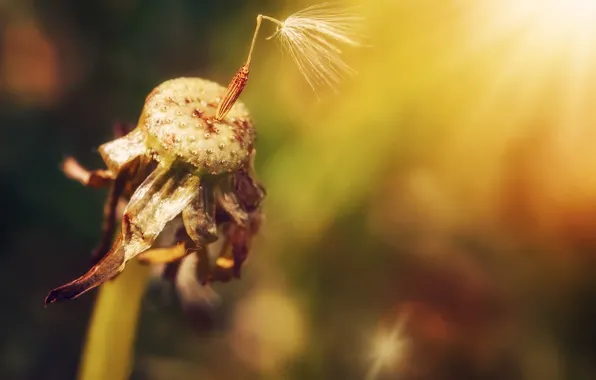 Summer, nature, dandelion